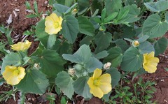 Abutilon austro-africanum