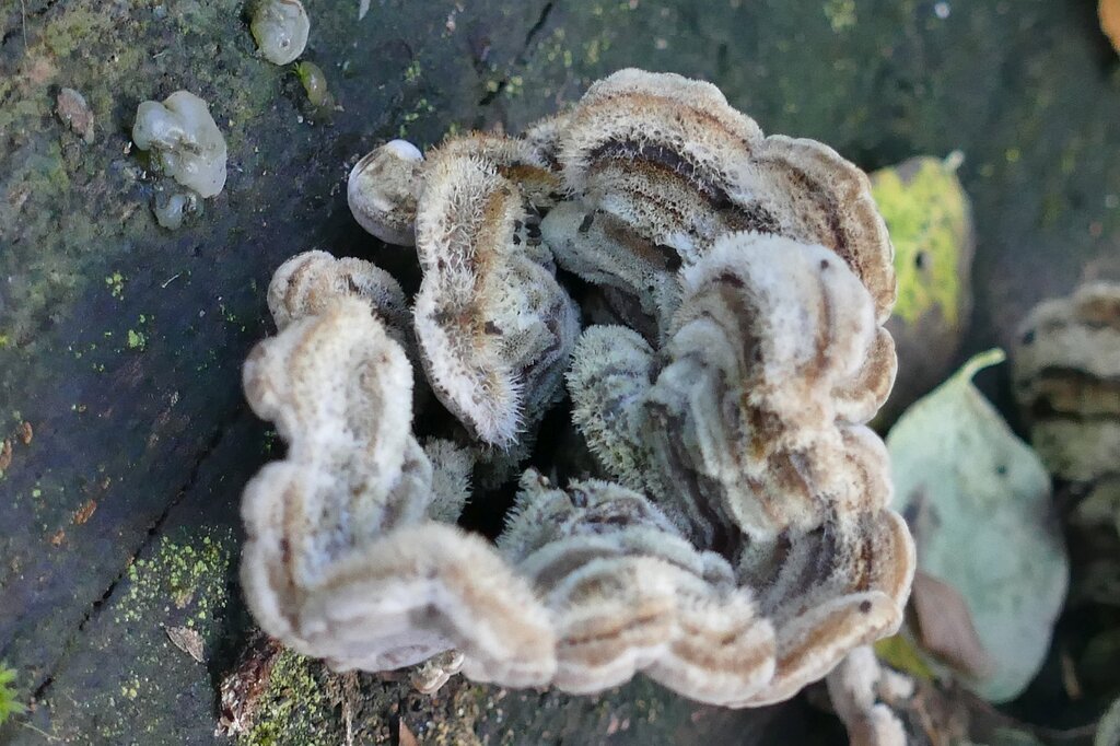 Auricularia mesenterica · November 2025 · photo: © kampfmaus (iNaturalist, cc-by)