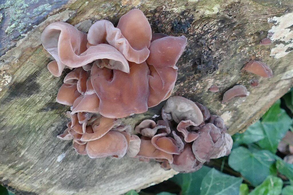Auricularia auricula-judae · November 2025 · photo: © kampfmaus (iNaturalist, cc-by)