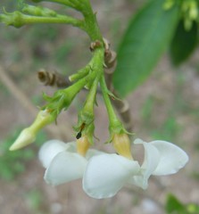 Tabernaemontana catharinensis