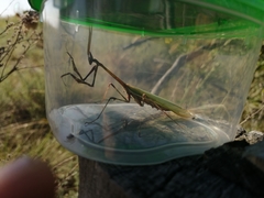 Empusa pennicornis