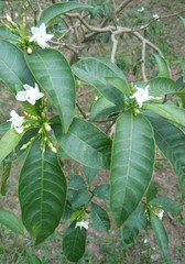 Tabernaemontana catharinensis