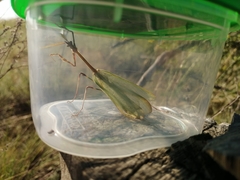 Empusa pennicornis
