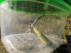 Empusa pennicornis