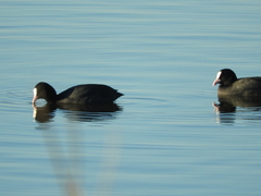 Fulica atra