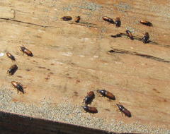 Mesites pallidipennis