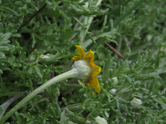 Pseudobahia heermannii