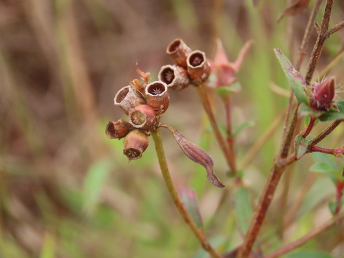 Osbeckia chinensis iNat (3)