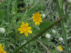 Pseudobahia heermannii
