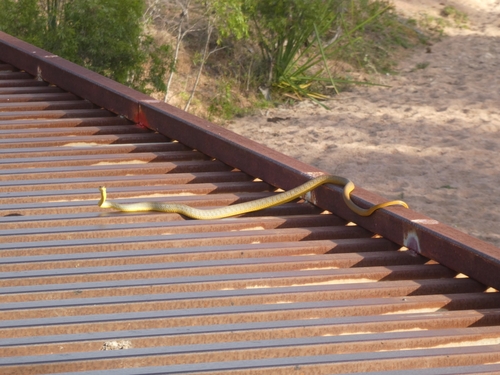 Common Tree Snake sighting