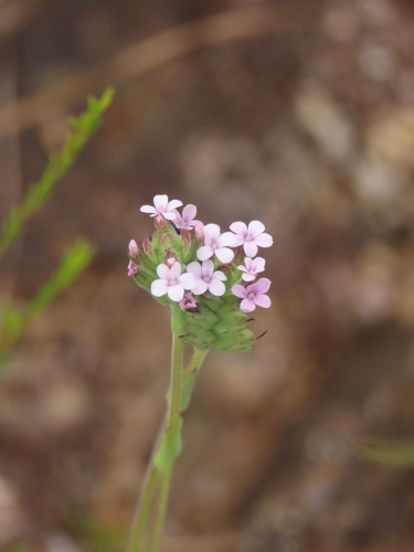 Buchnera cruciata observed 2025-11-15