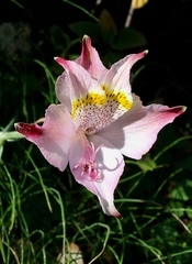 Alstroemeria hookeri