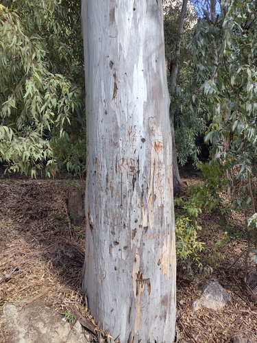 Avistamiento Eucalyptus camaldulensis