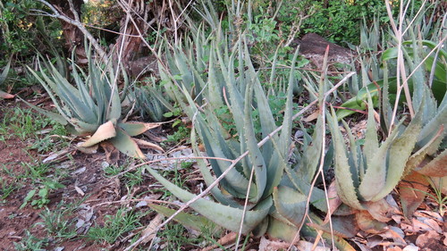 Aloe chabaudii image