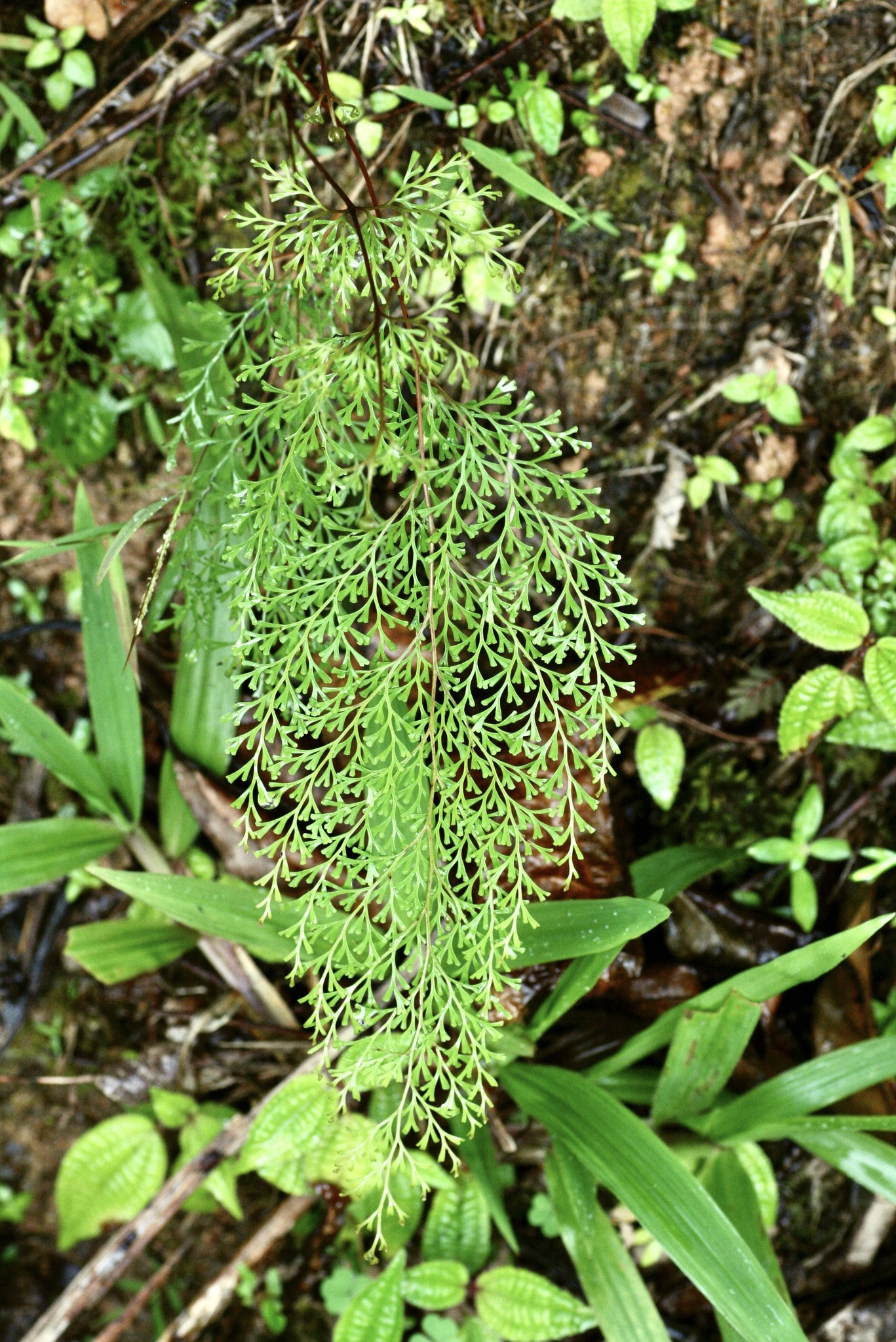 Odontosoria krameri