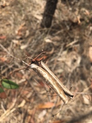 Platylobium parviflorum