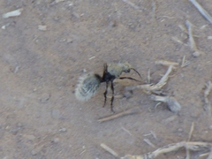 Dasymutilla magna