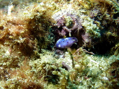 Goniobranchus thompsoni