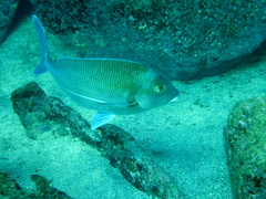 Nemadactylus douglasii