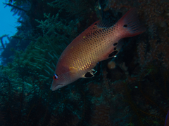 Bodianus dictynna