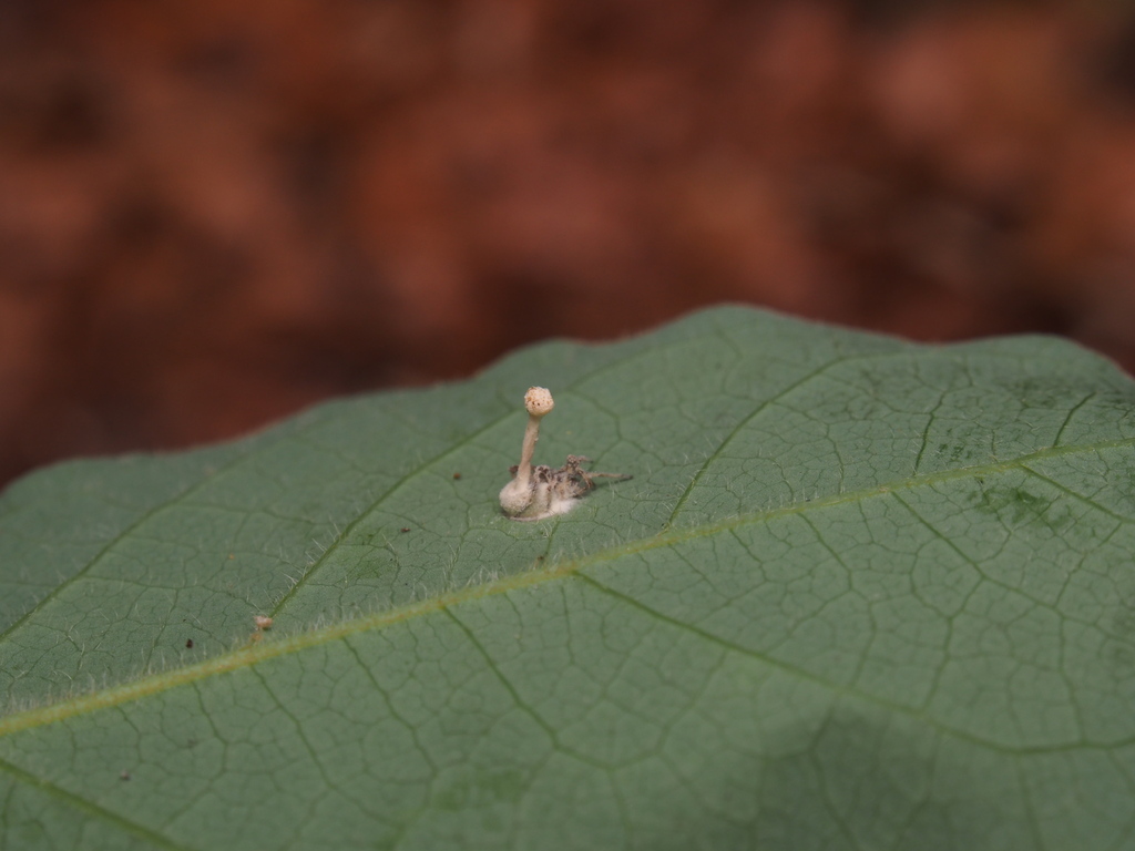 Hevansia nelumboides