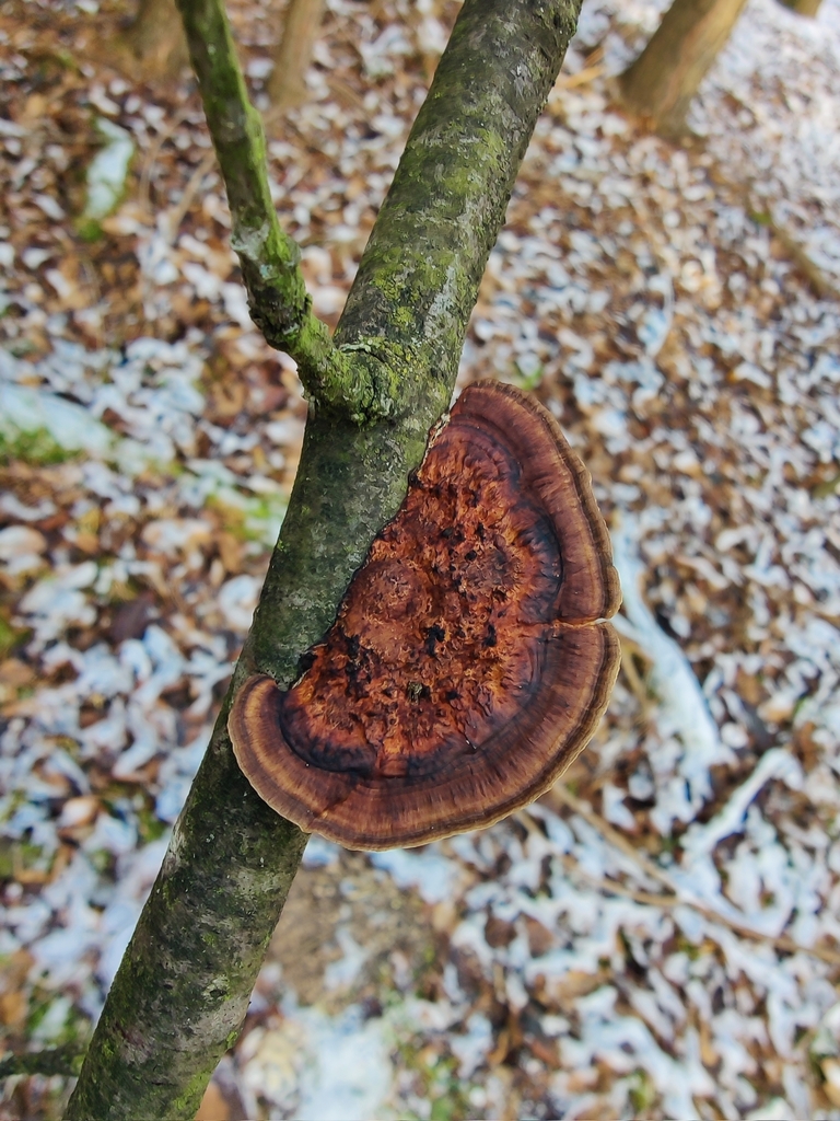 Daedaleopsis confragosa · November 2025 · photo: © carnifex (iNaturalist, cc0)