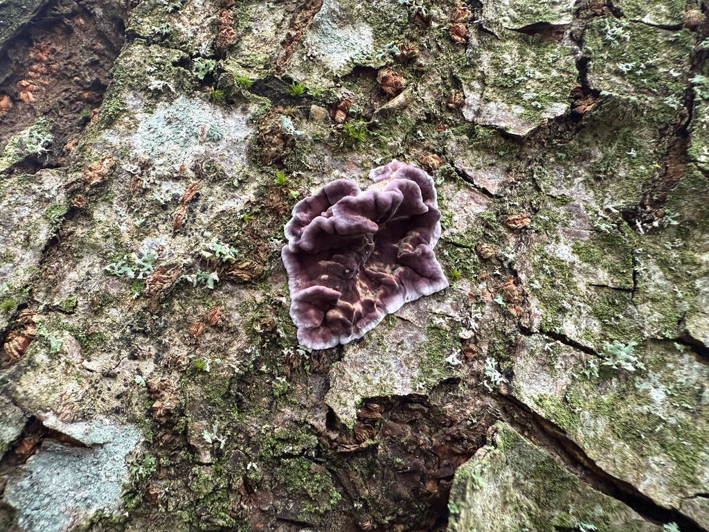 Chondrostereum purpureum · November 2025 · photo: © sam1615 (iNaturalist, cc-by)