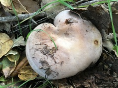 Lactarius argillaceifolius megacarpus