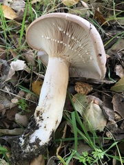 Lactarius argillaceifolius megacarpus