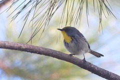 Setophaga pityophila