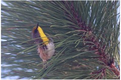 Setophaga pityophila