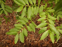 Cyclophyllum