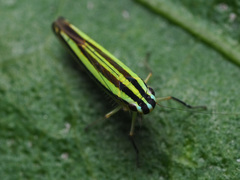 Sibovia taeniatifrons