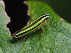 Sibovia taeniatifrons