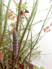 Argyrosticta decumana