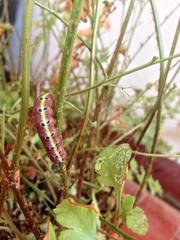 Argyrosticta decumana