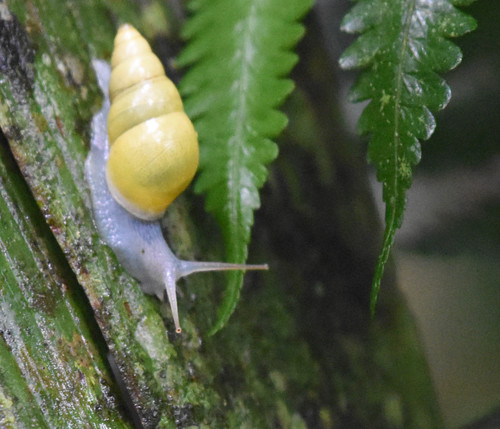Sulfur Cone