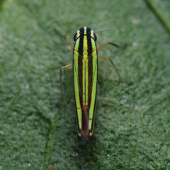 Sibovia taeniatifrons