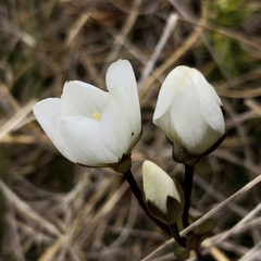 Gentianeae