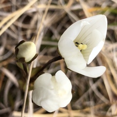 Gentianeae