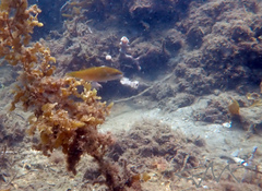 Stethojulis strigiventer