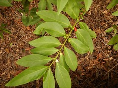 Cyclophyllum
