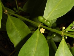 Cyclophyllum