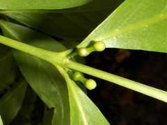 Cyclophyllum