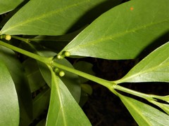 Cyclophyllum