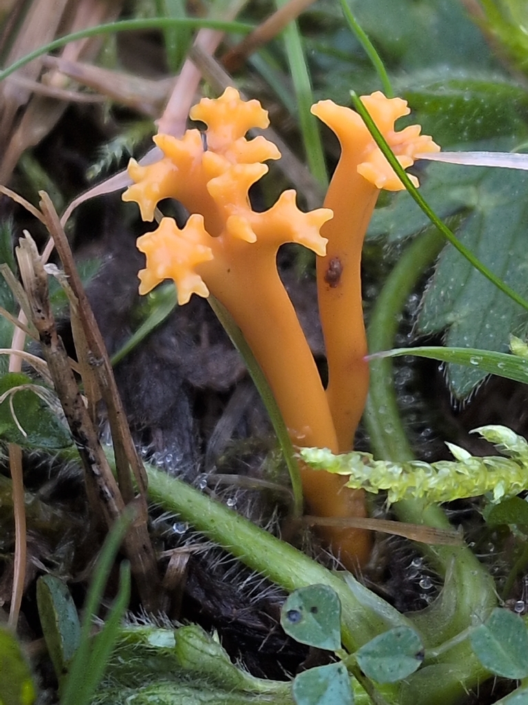 Clavulinopsis corniculata · November 2025 · photo: © saramountpleasantfarm (iNaturalist, cc0)