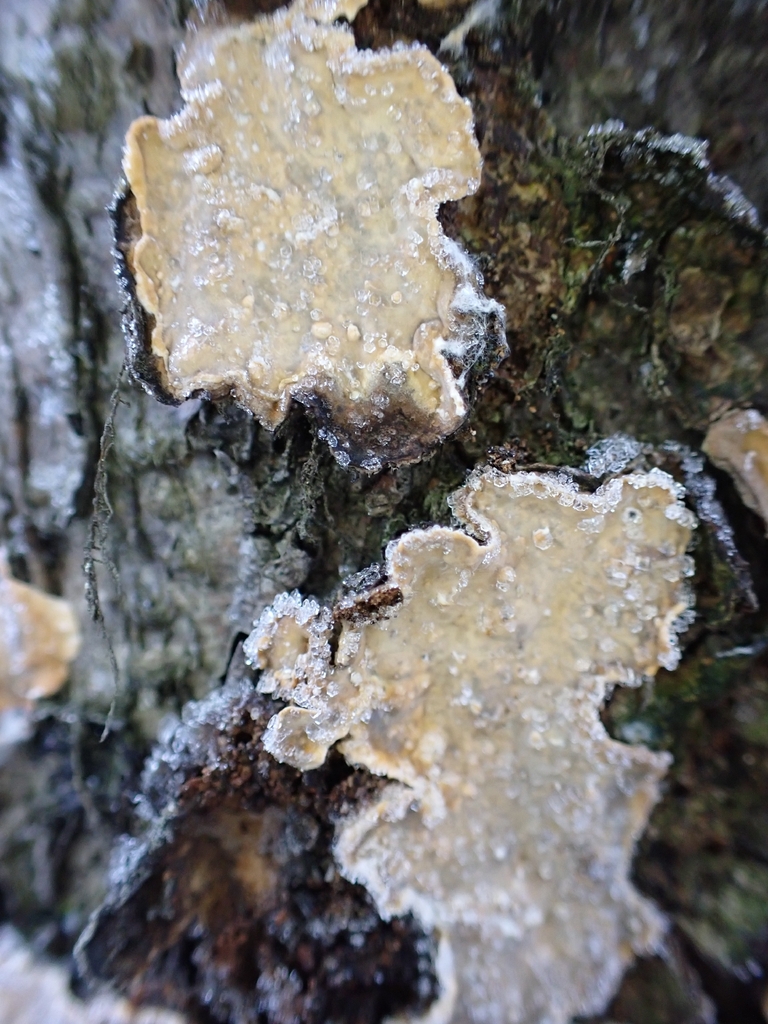 Stereum rugosum · November 2025 · photo: © johan8153 (iNaturalist, cc-by)