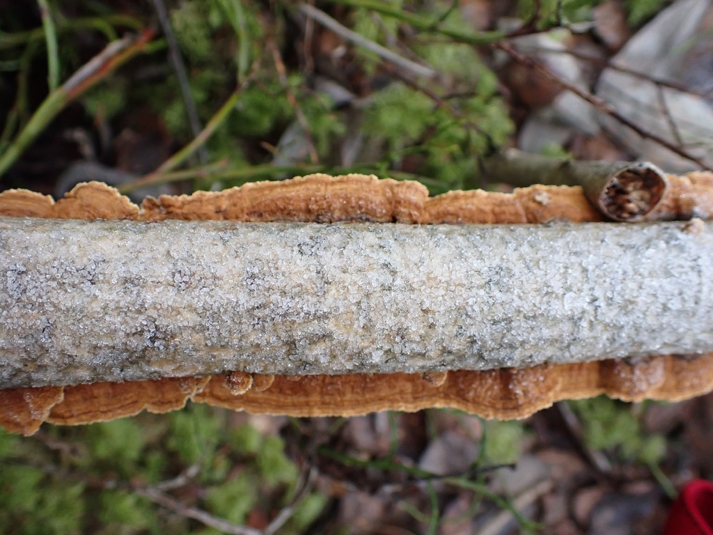 Hydnoporia tabacina · November 2025 · photo: © johan8153 (iNaturalist, cc-by)