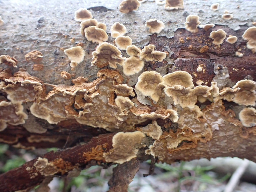 Hydnoporia tabacina · November 2025 · photo: © johan8153 (iNaturalist, cc-by)