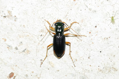 Megacephalina